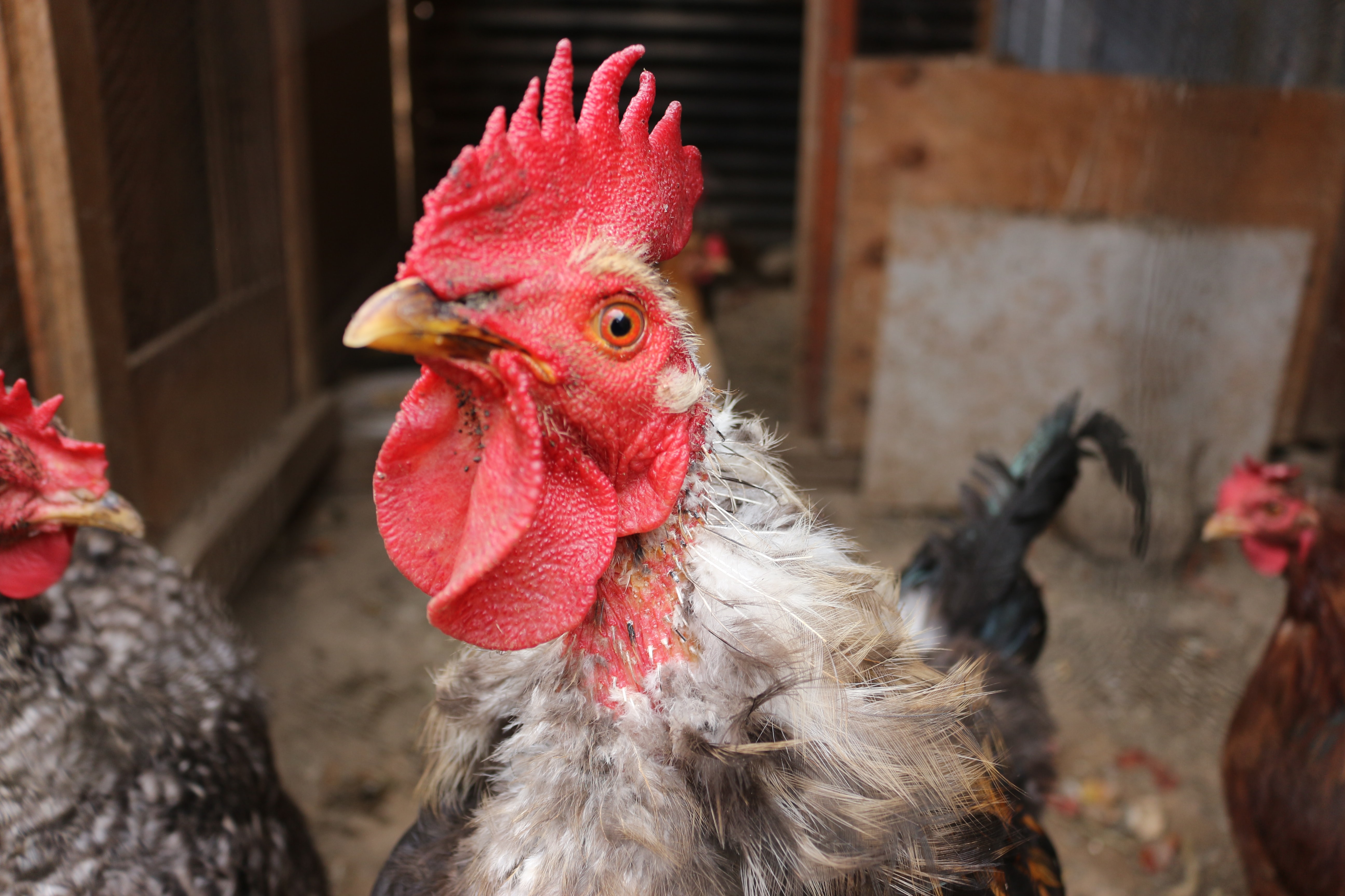 MOLTING CHICKEN. Why and when do chickens molt?