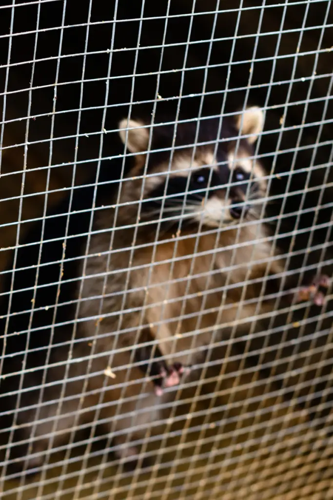 Raccoon-Chicken-Predator. Common backyard chicken predators.