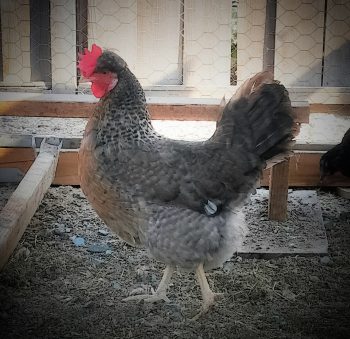 CRESTED CREAM LEGBAR CHICKEN