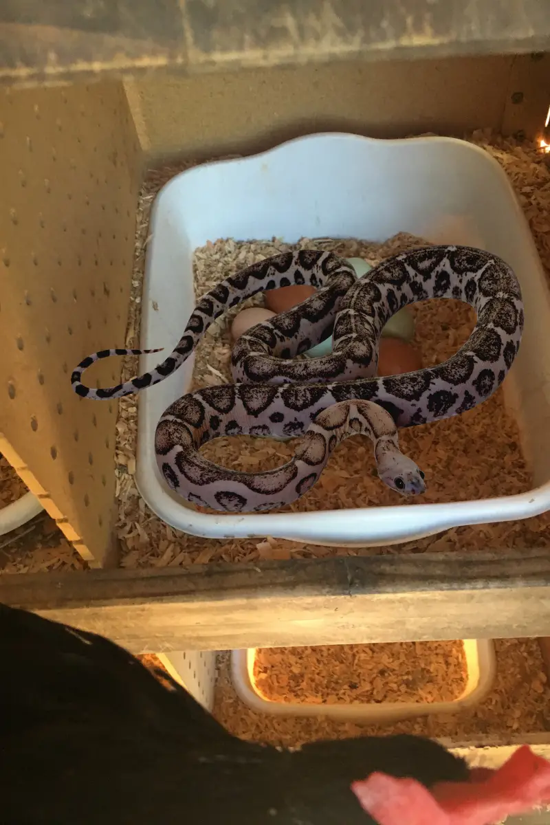 11 Common Backyard Chicken Predators How to Best Prevent Attacks