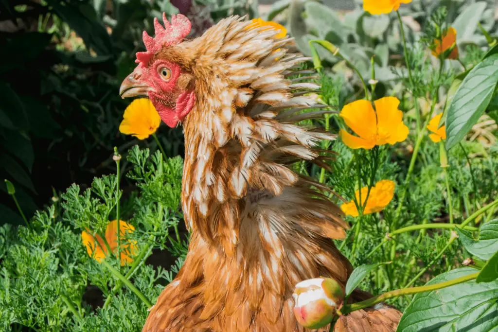 CHICKEN JAIL CAN BE USED TO ELIMINATE AGGRESSIVE BEHAVIOR IN HEALTHY CHICKENS.