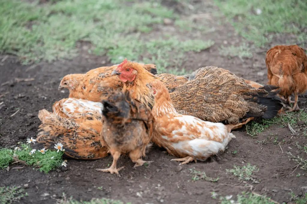 FLOCK OF CHICKENS DUST BATHING