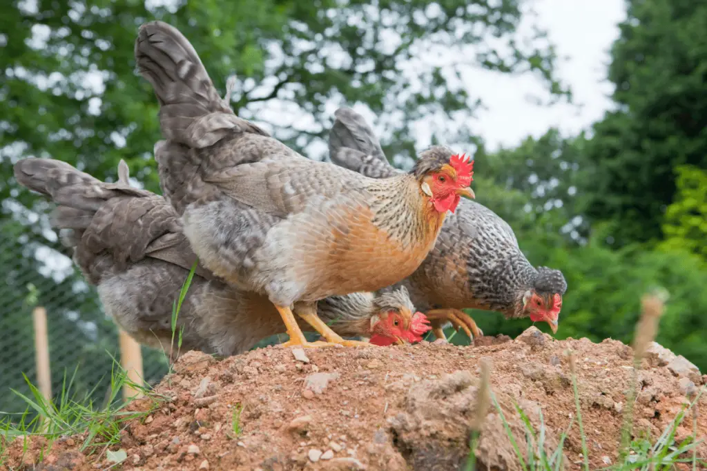 CHICKENS SHARPEN AND TRIM THEIR BEAKS BY PECKING AND RUBBING IT ON THE GROUND.