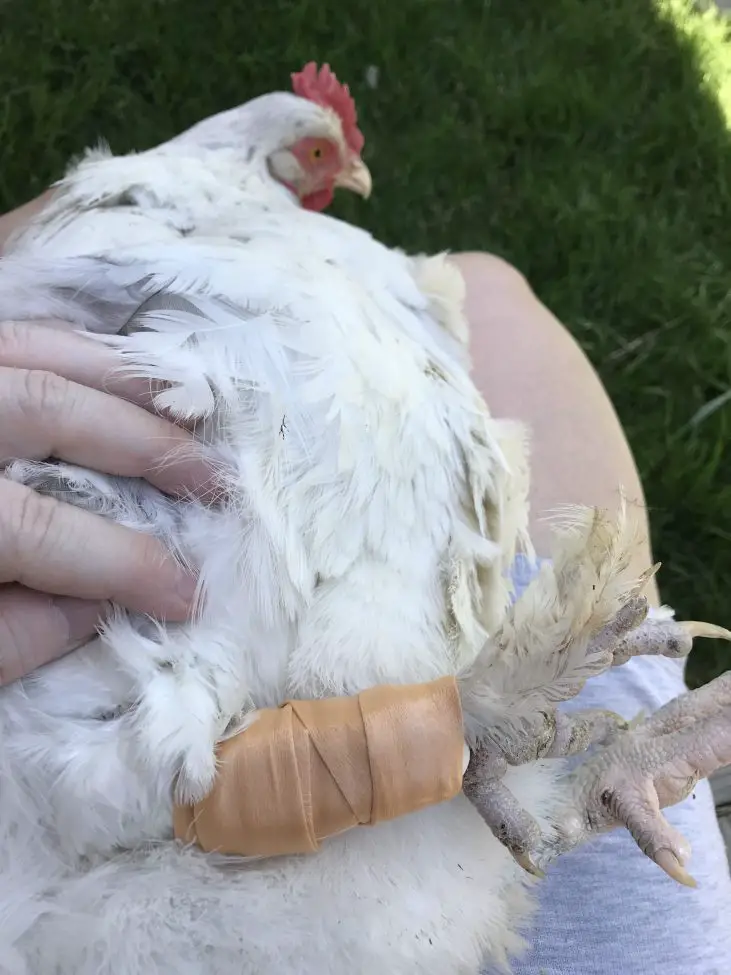BROKEN CHICKEN LEG BEING ACE WRAPPED Backyard Chickens Mama