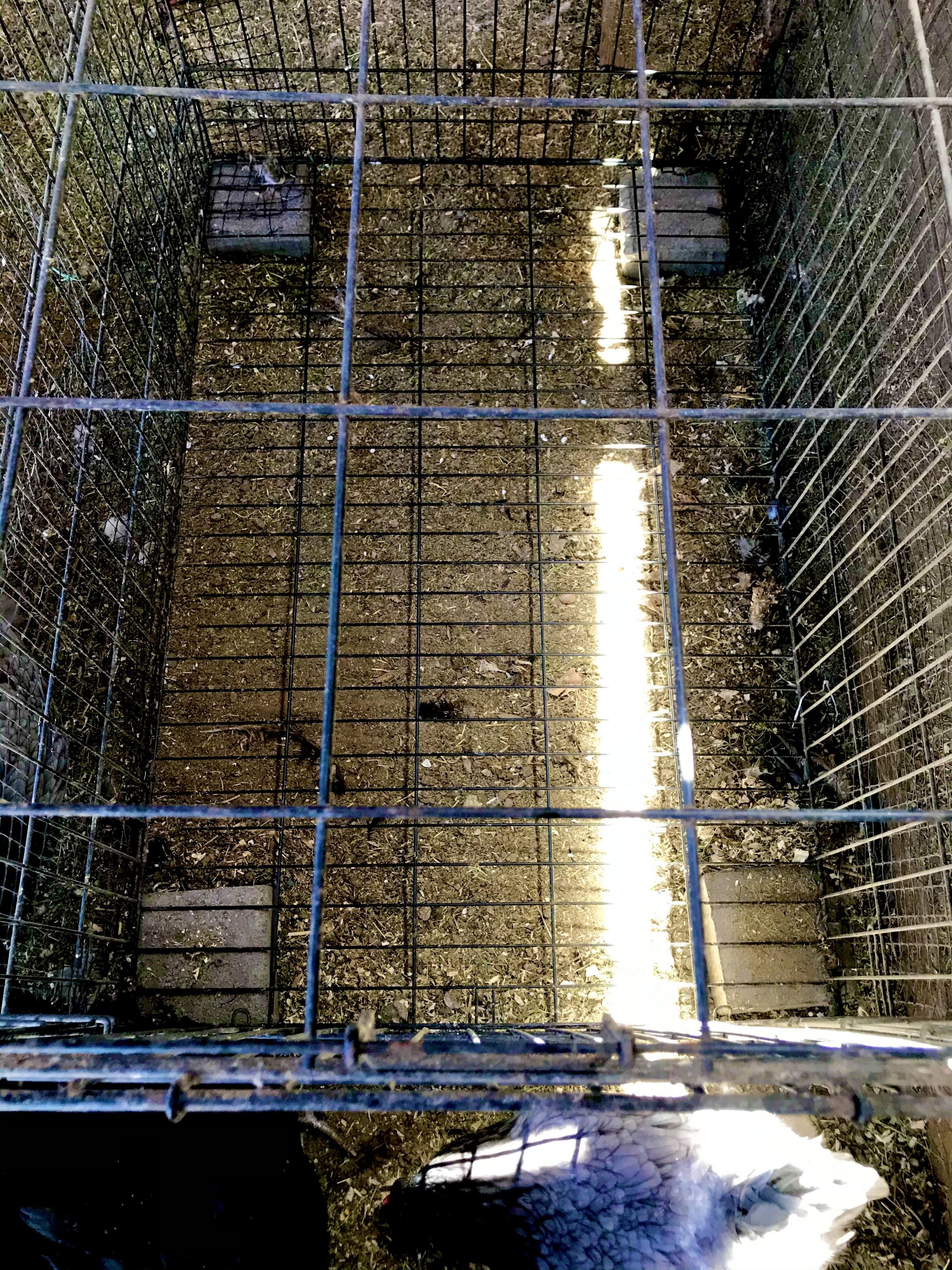 What is Chicken Jail? 2 Effective Ways to Use It