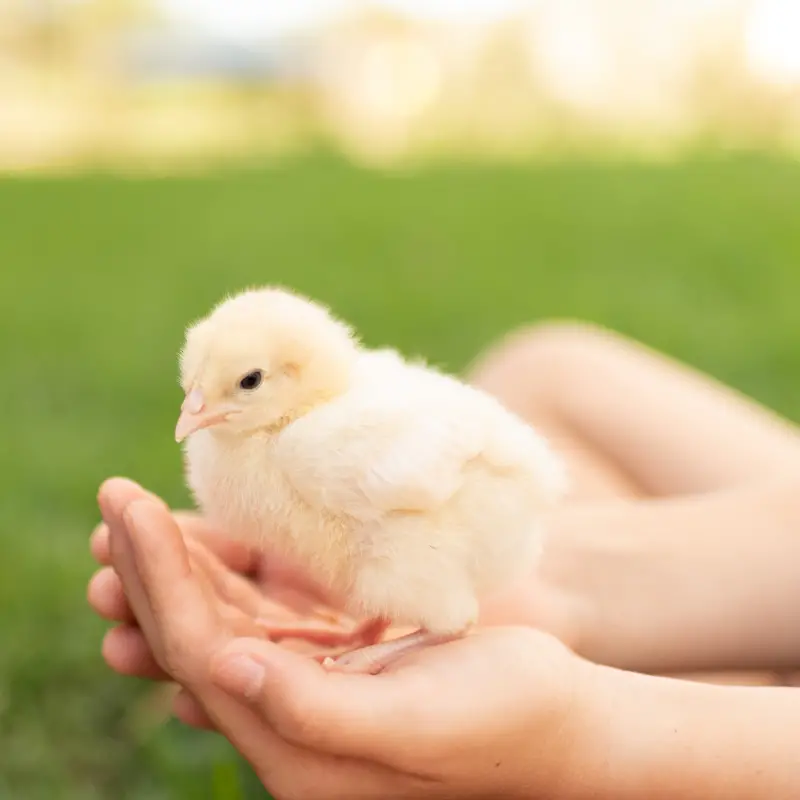 CHILD HOLDING CHICK