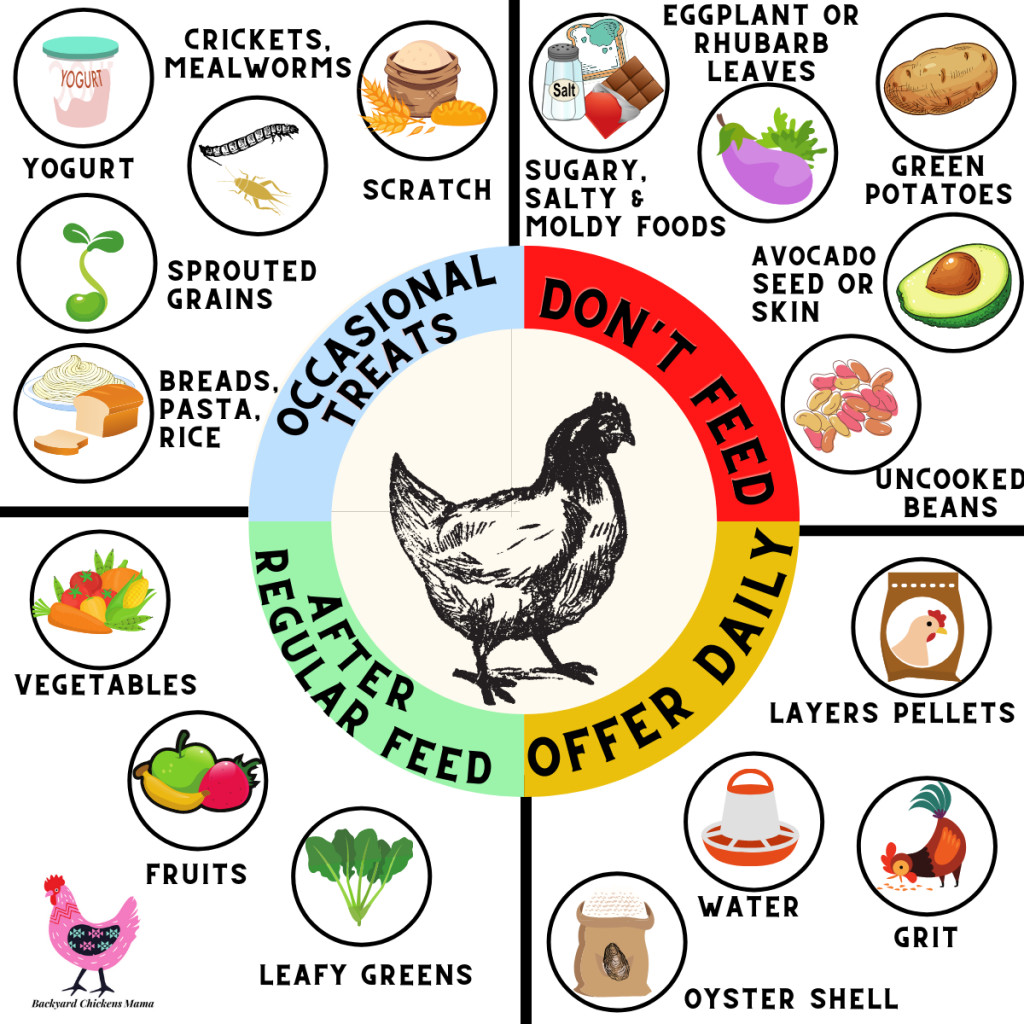 CHICKEN FEED CHART. Is it Safe to Feed Chickens Table Scraps? 5 Important Tips