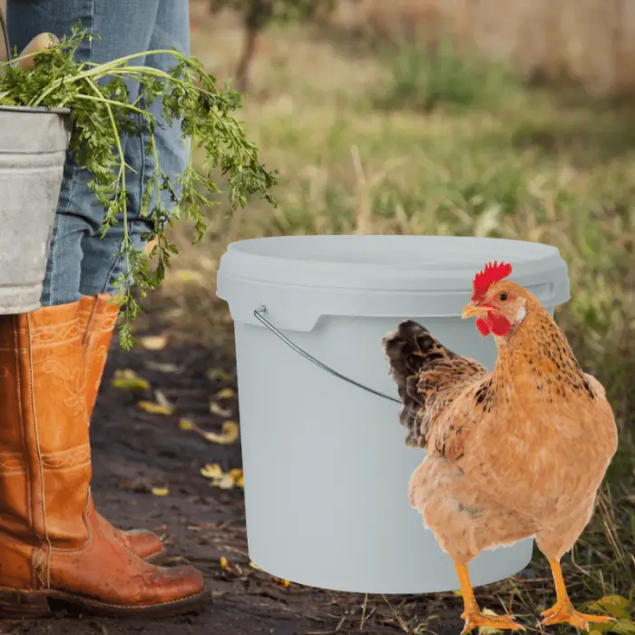 FARMBUCKETFERMENTINGFEED Backyard Chickens Mama