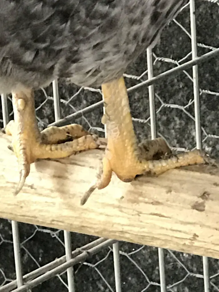 THIS CHICKEN NEEDS ITS TOE NAILS TRIMMED. HOW TO TRIM A CHICKENS NAILS