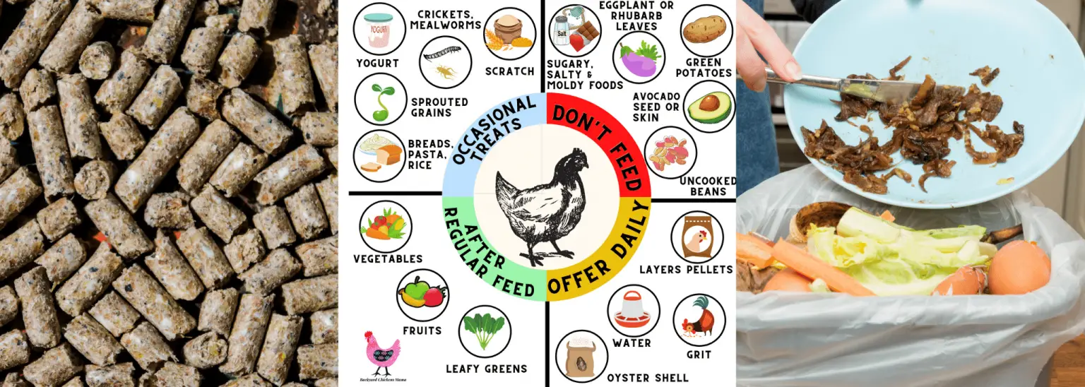 Is it Safe to Feed Chickens Table Scraps? 5 Important Tips