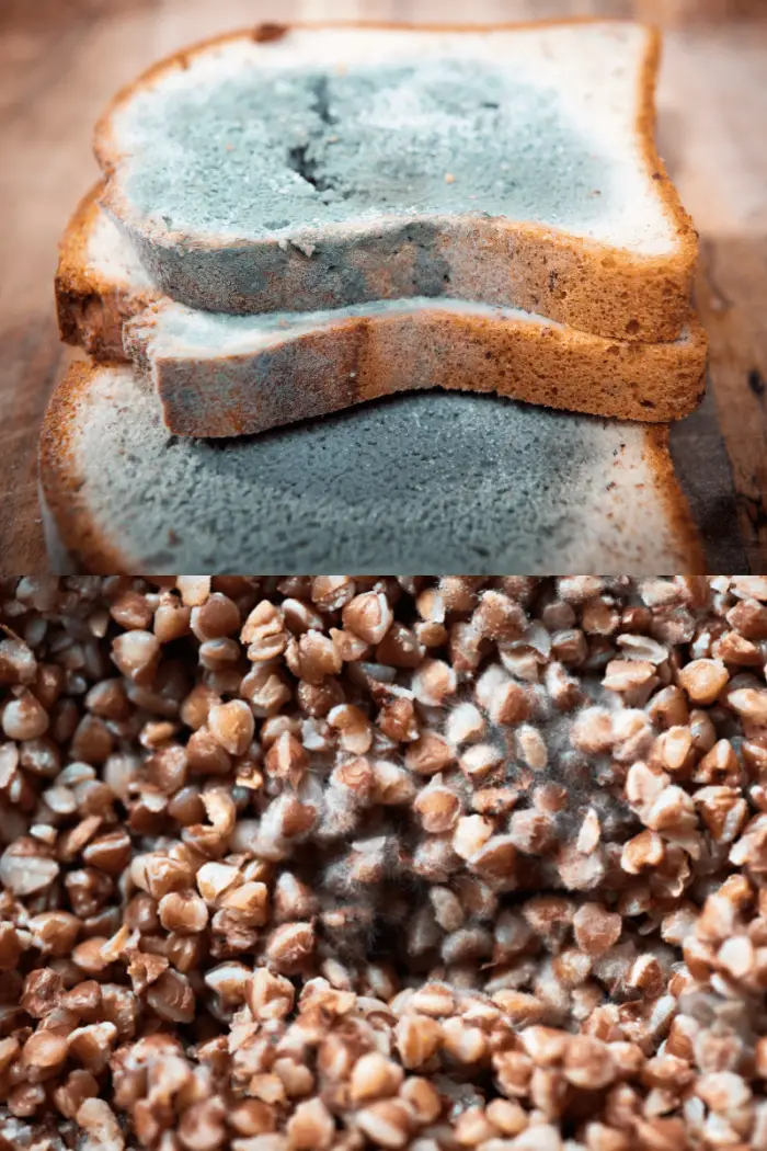 MOLDYBREADANDFEED Backyard Chickens Mama