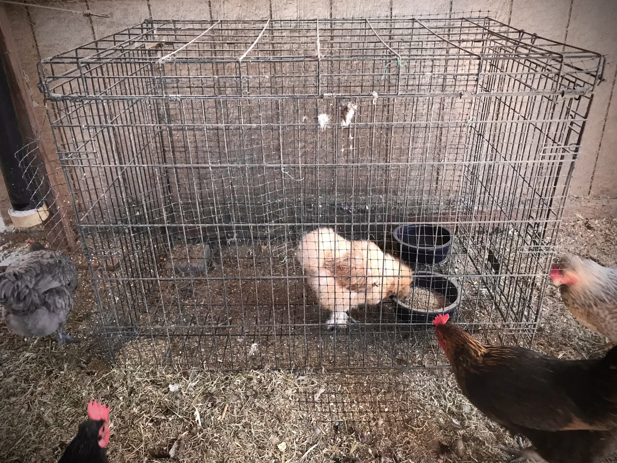 What is Chicken Jail? 2 Effective Ways to Use It