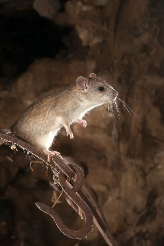 RatsChickenPredators Backyard Chickens Mama
