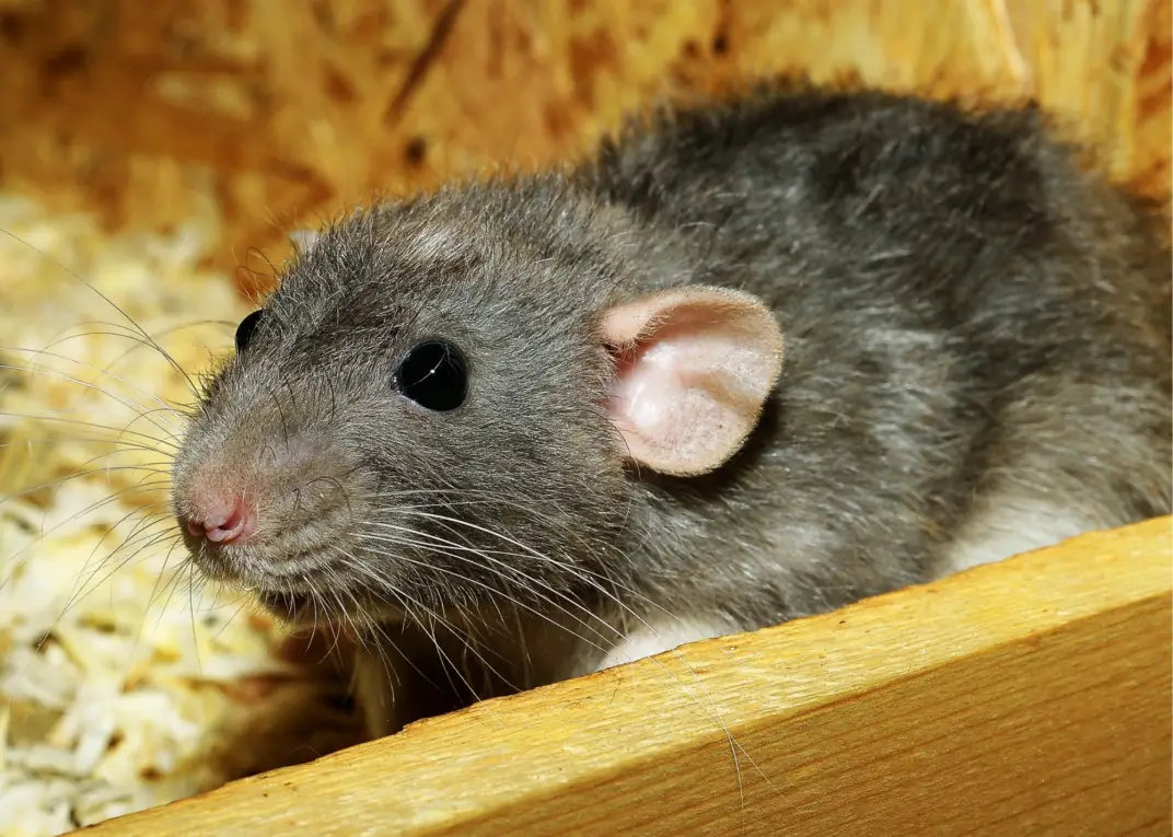 Will Chickens Attract Rats?