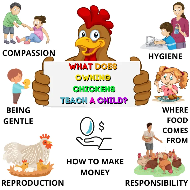 WHAT DOES OWNING CHICKENS TEACH A CHILD?