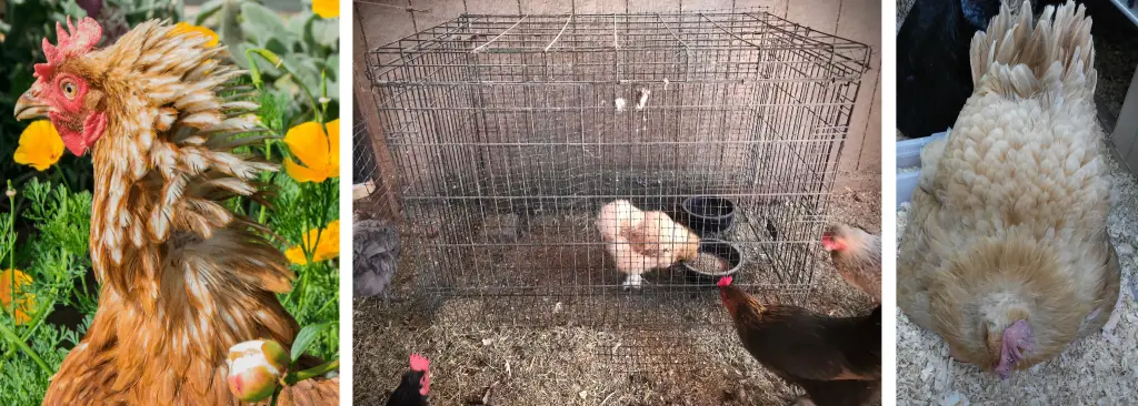 WHAT IS CHICKEN JAIL. Why are my chickens pecking each other?