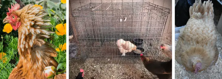 WHAT IS CHICKEN JAIL