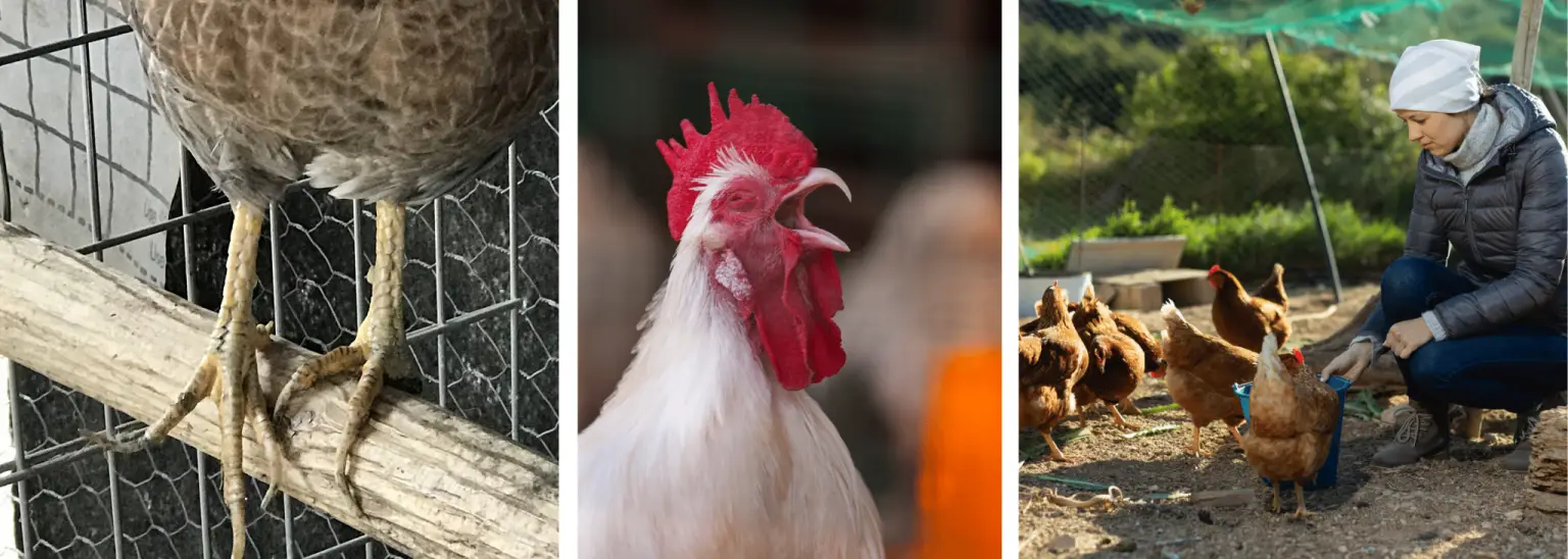 9 Interesting Reasons Why Chickens Peck and Scratch the Ground