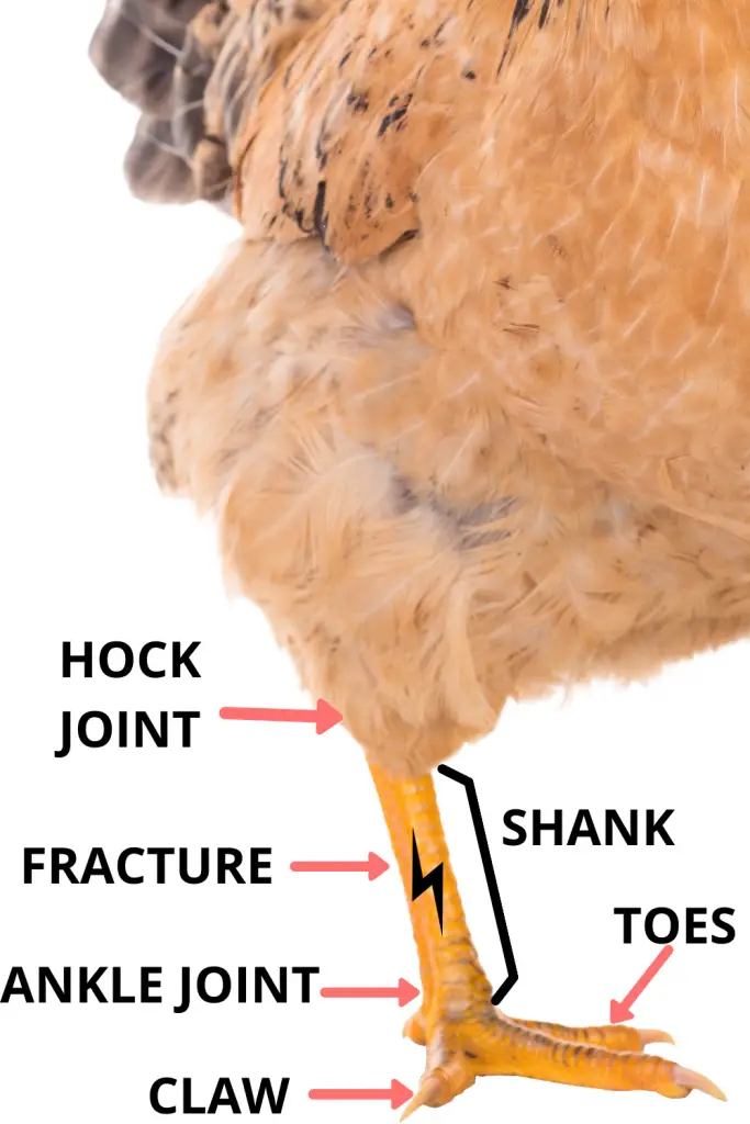 IF THE BREAK IS ON THE SHANK, BETWEEN THE HOCK AND ANKLE JOINT, IT IS MUCH EASIER TO TREAT AND CAN BE SPLINTED.