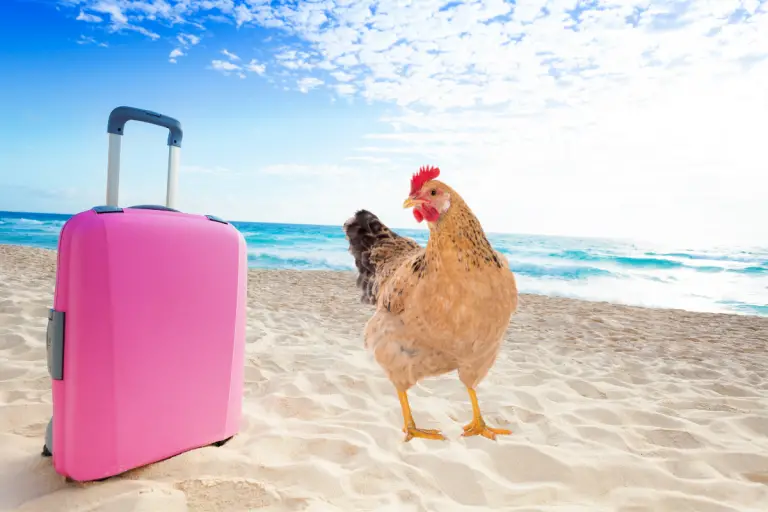 CAN YOU LEAVE CHICKENS ALONE WHILE ON VACATION Backyard Chickens Mama