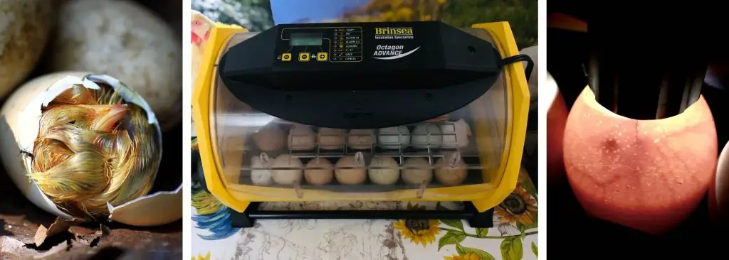 FAQ INCUBATING CHICKEN EGGS