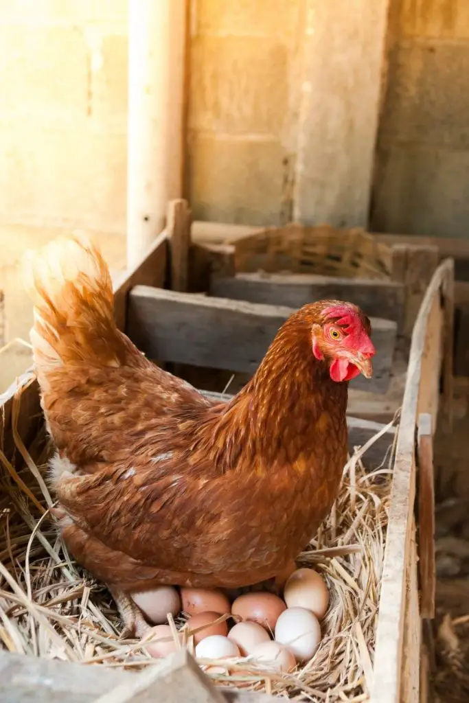 Hen sitting on eggs