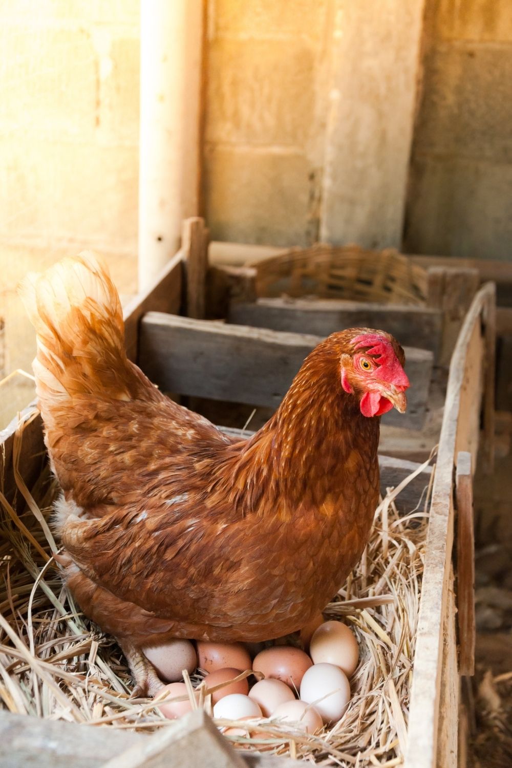 21 FAQ About Incubating Chicken Eggs