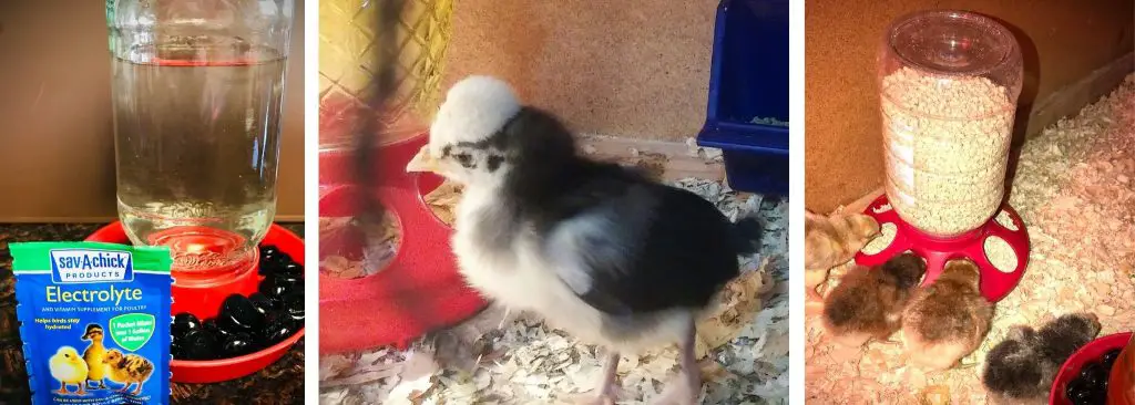 HOW TO FEED BABY CHICKS