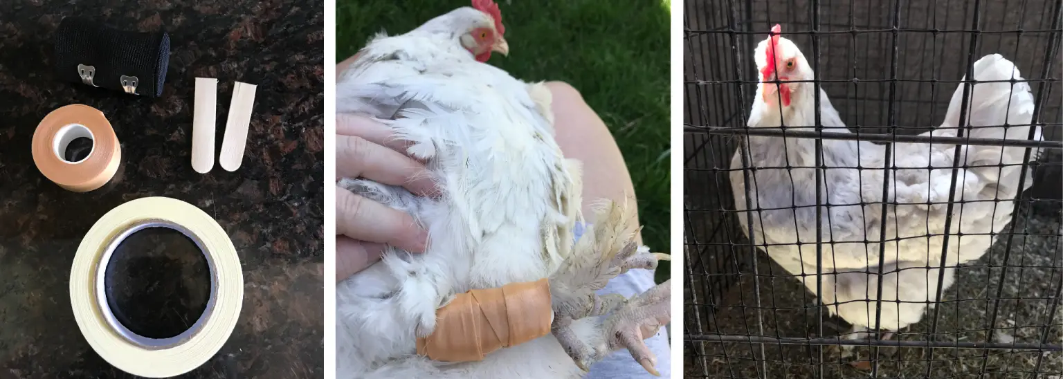 splinting chicken leg Backyard Chickens Mama