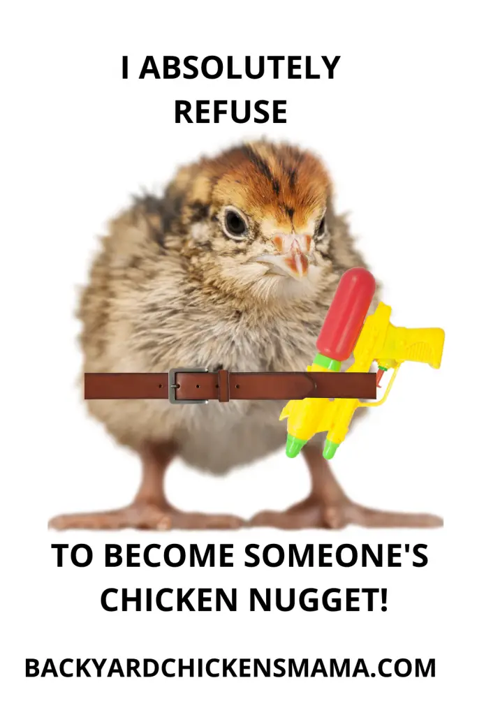 I ABSOLUTELY REFUSE TO BECOME SOMEONE'S CHICKEN NUGGET. ROOSTER SHADOW MEME.