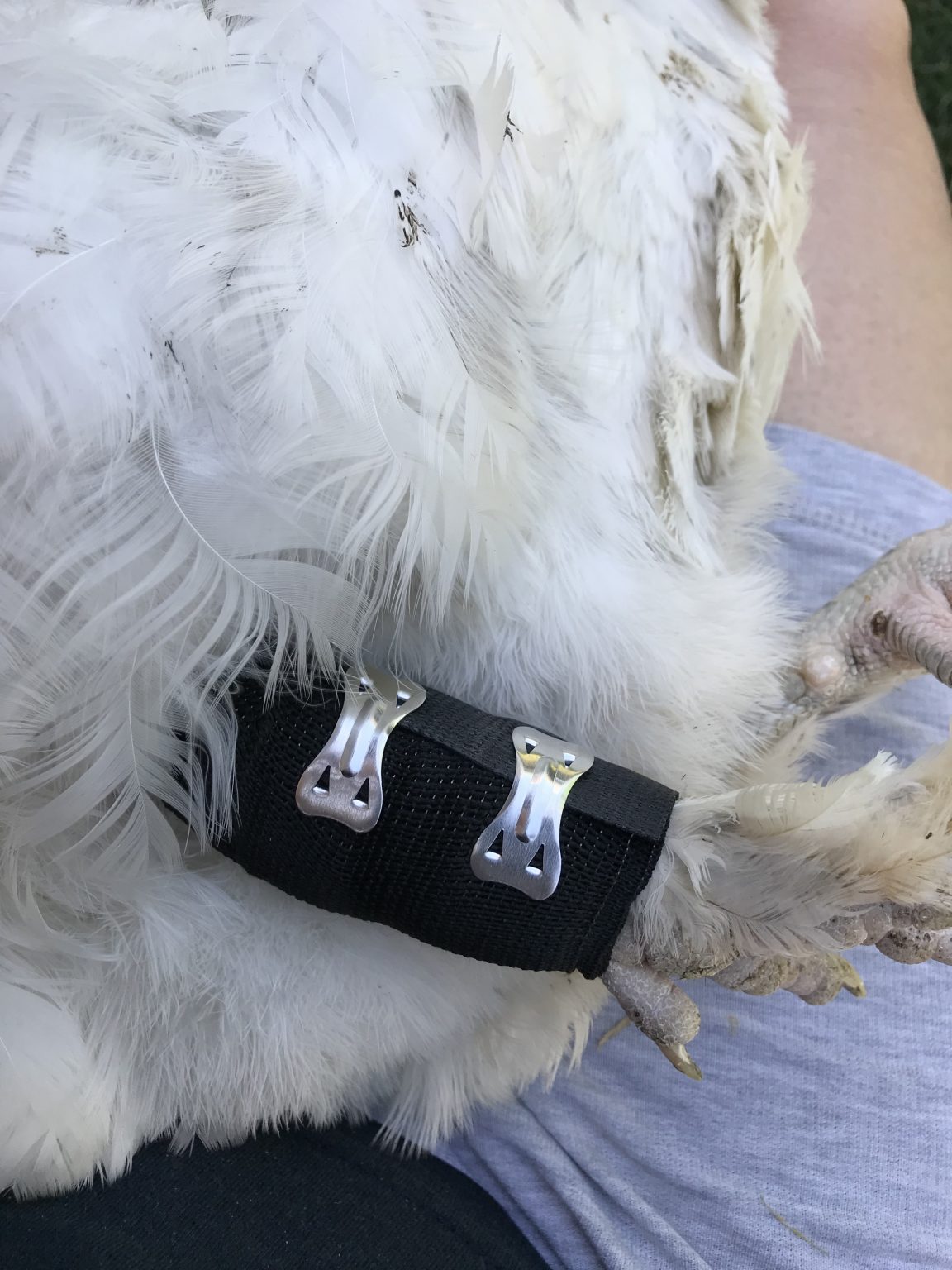 How to Fix a Broken Chicken Leg With 4 Dollar Store Items