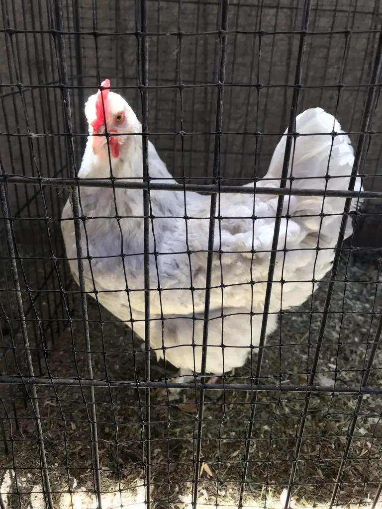 PLACE YOUR INJURED CHICKEN IN QUARANTINE FOR UP TO 3 WEEKS.