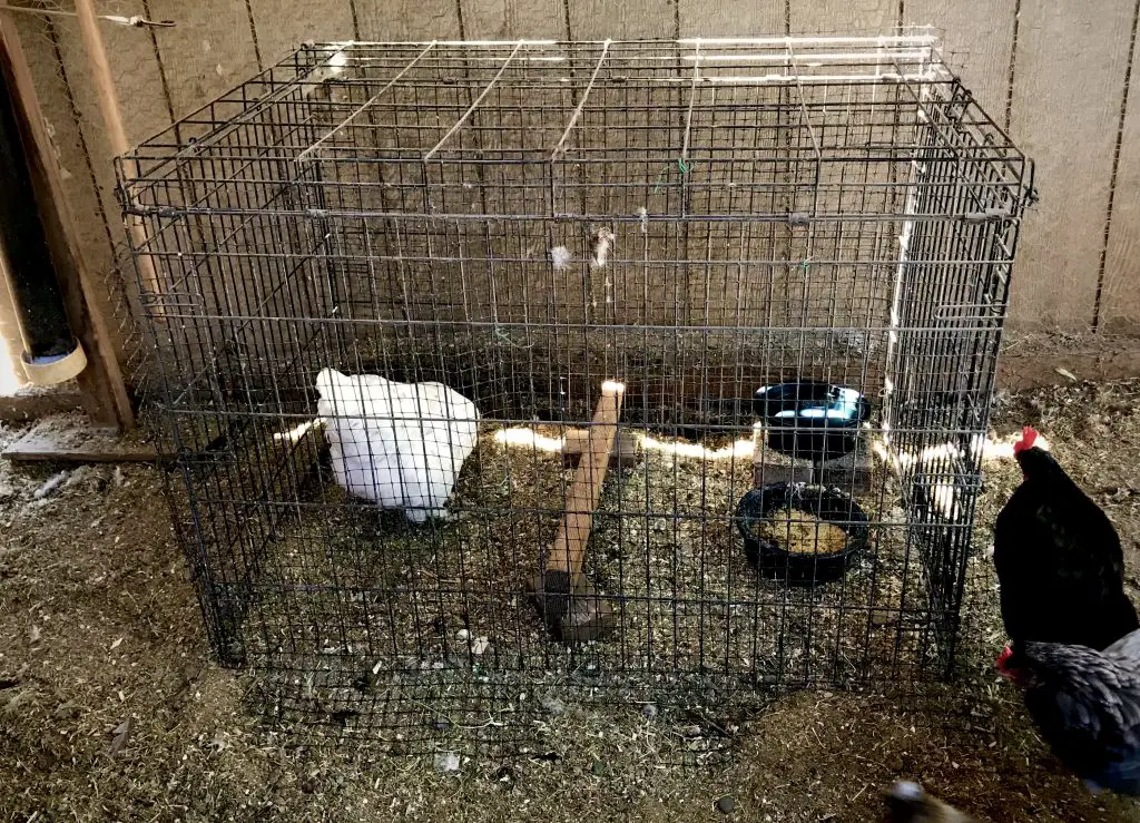 QUARANTINE CAGE FOR INJURED CHICKEN