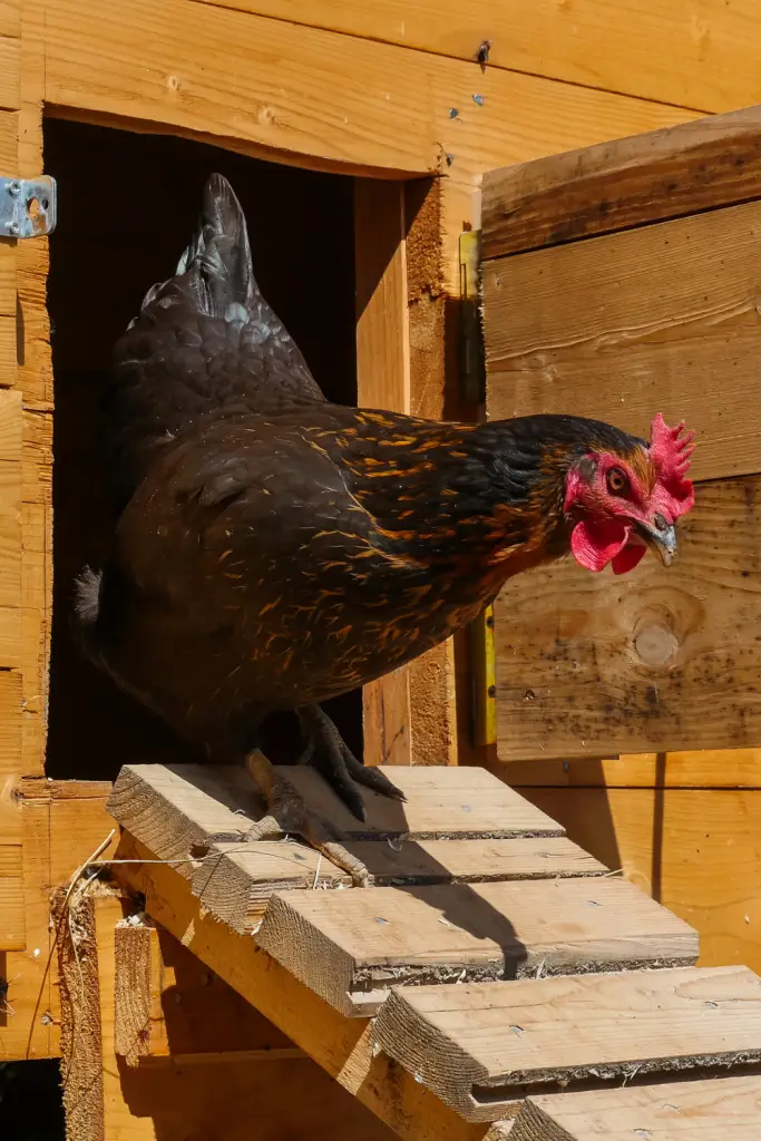 CHICKEN COOP DOOR LEFT OPEN