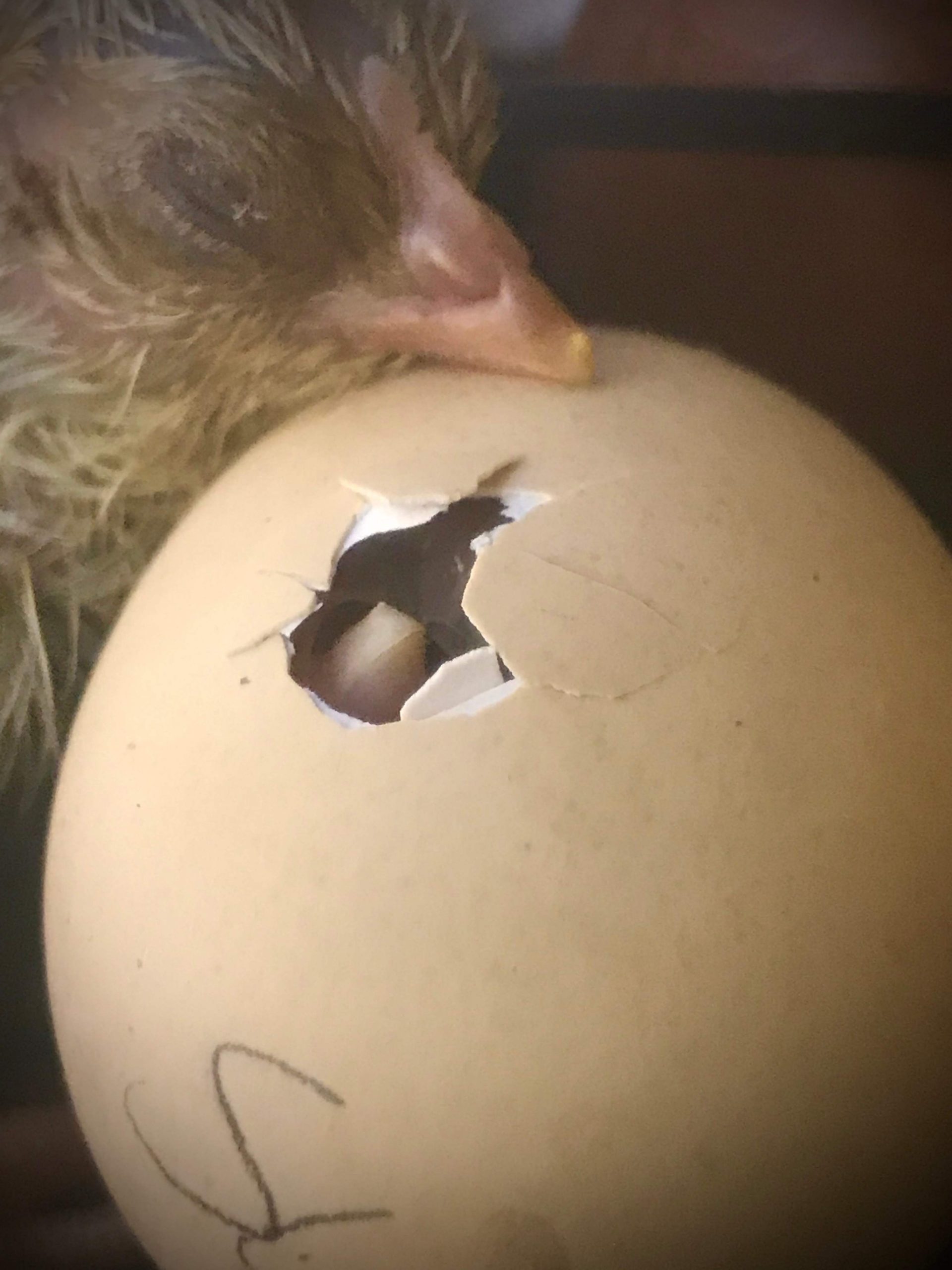Chick Pipped But Not Zipping After 24 Hours
