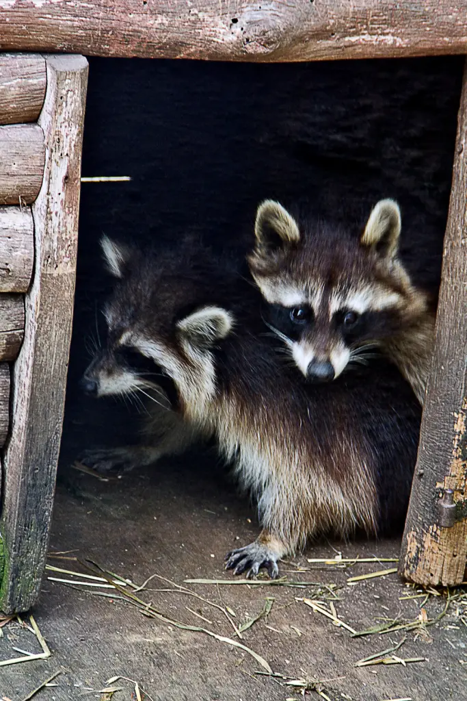 Raccoons