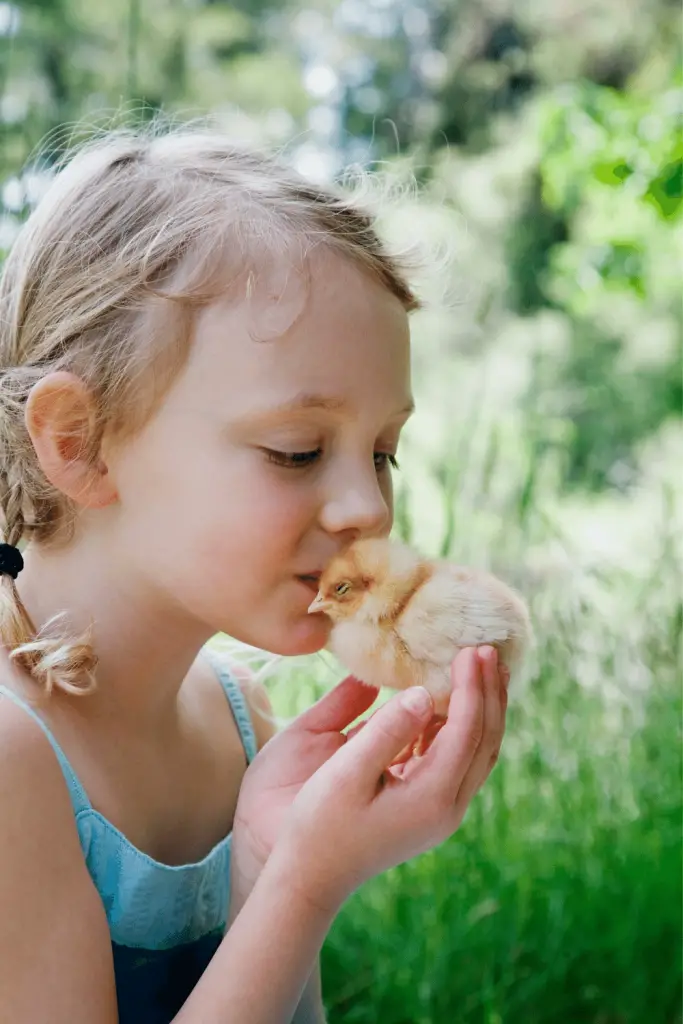 KISSING AND SNUGGLING CHICKENS CAN SPREAD DISEASES.