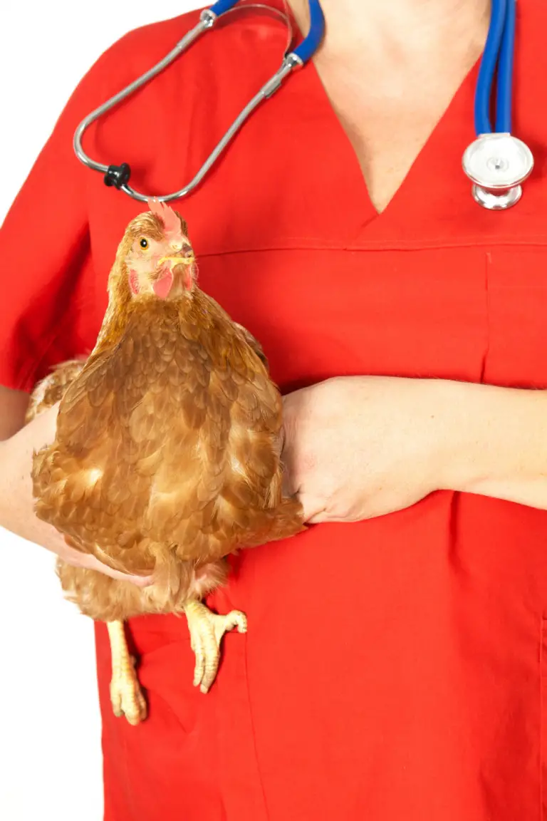 How to Fix a Broken Chicken Leg With 4 Dollar Store Items