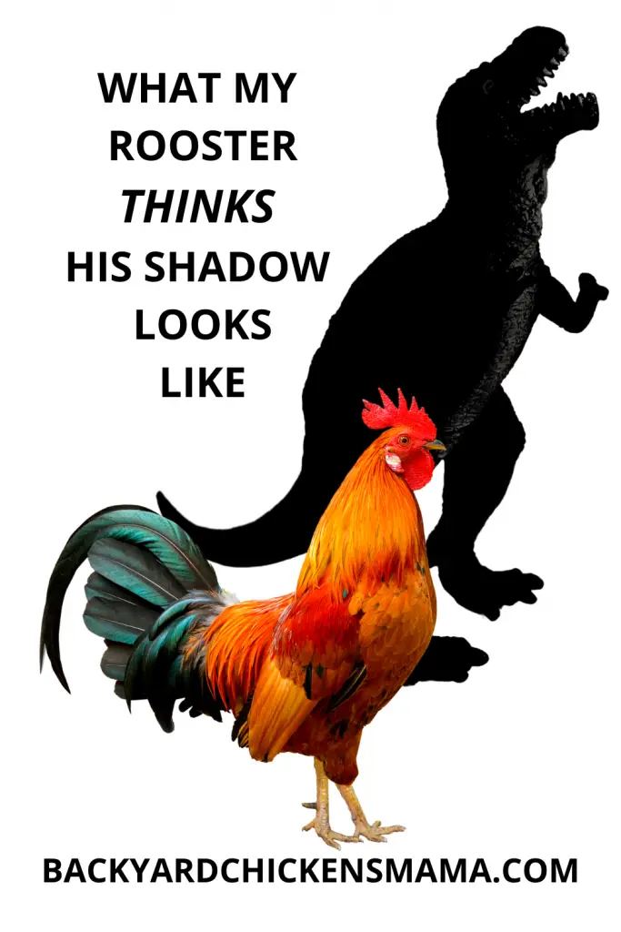 WHAT MY ROOSTER THINKS HIS SHADOW LOOKS LIKE