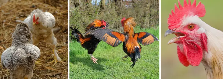 WHY ARE MY CHICKENS PECKING EACH OTHER