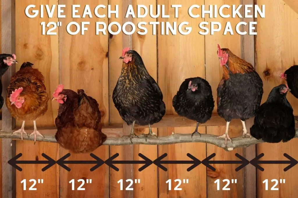 Give each adult chicken at least 12" of roosting space.