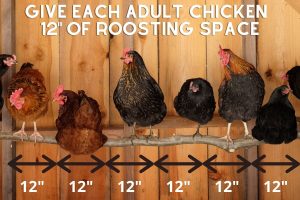 Give each adult chicken at least 12" of roosting space.