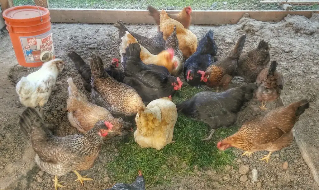 HOW TO SAFELY COMBINE TWO FLOCKS OF CHICKENS