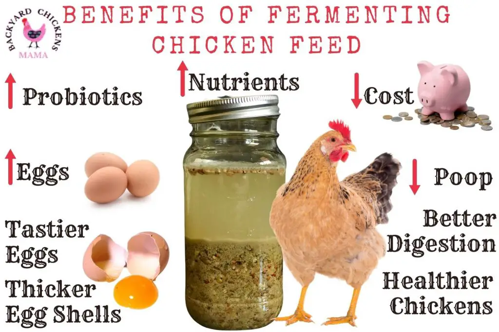 BENEFITS OF FERMENTING CHICKEN FEED