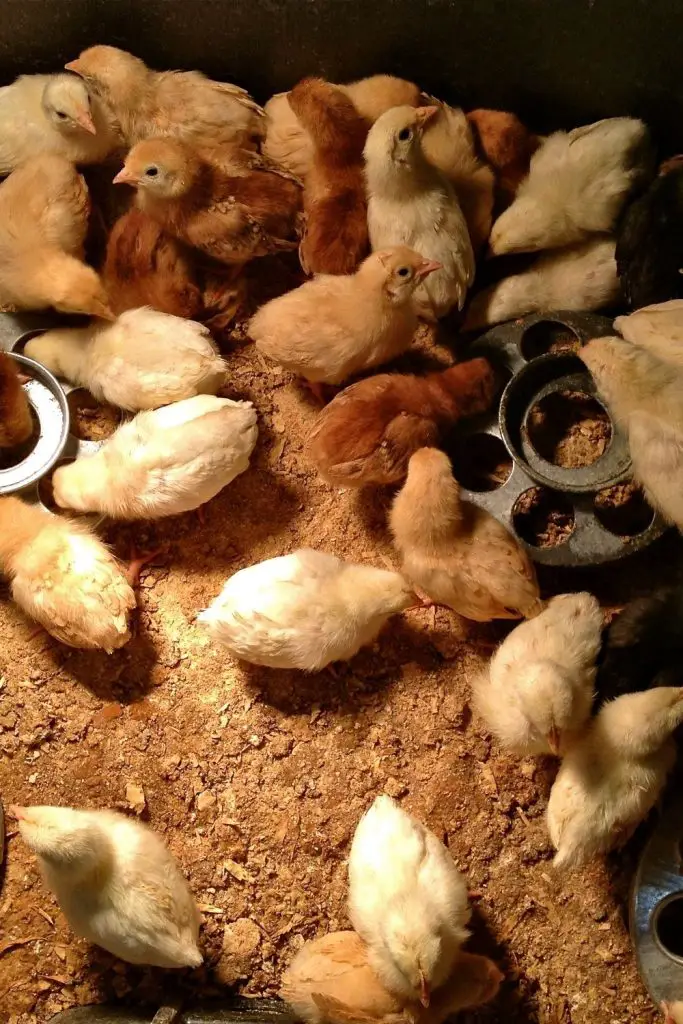 PURCHASING CHICKS FROM A LOCAL FEED STORE