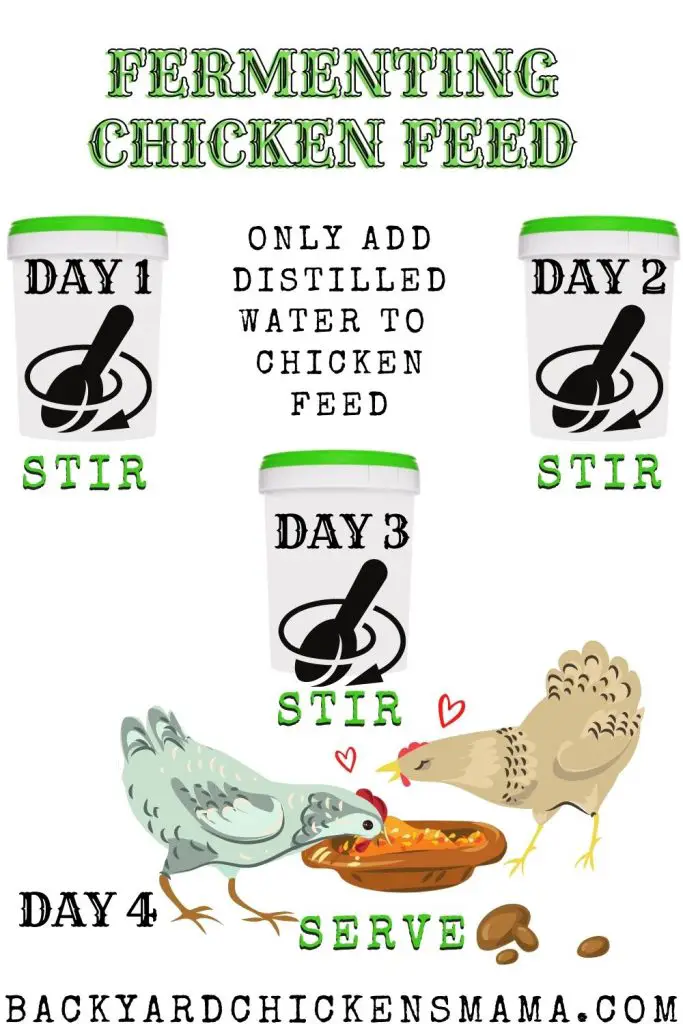 FERMENTING-CHICKEN-FEED. HOW TO REDUCE CHICKEN FEED WASTE
