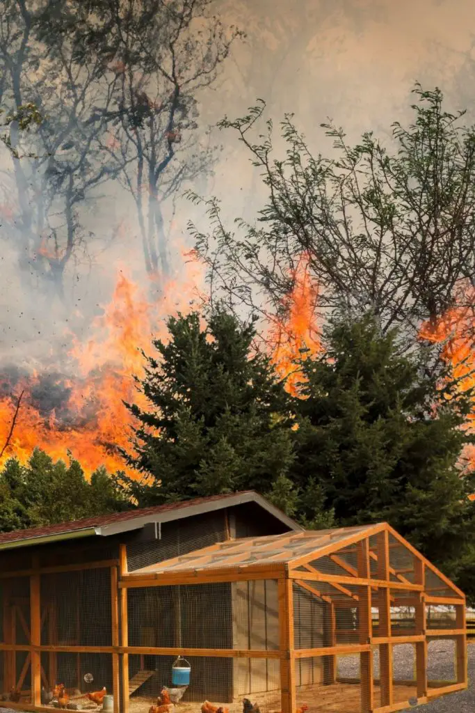 SMOKE, SOOT, ASHES AND TOXIC PARTICLES IN THE AIR ARE ALSO DANGEROUS TO YOUR FLOCK. Keep chickens safe!