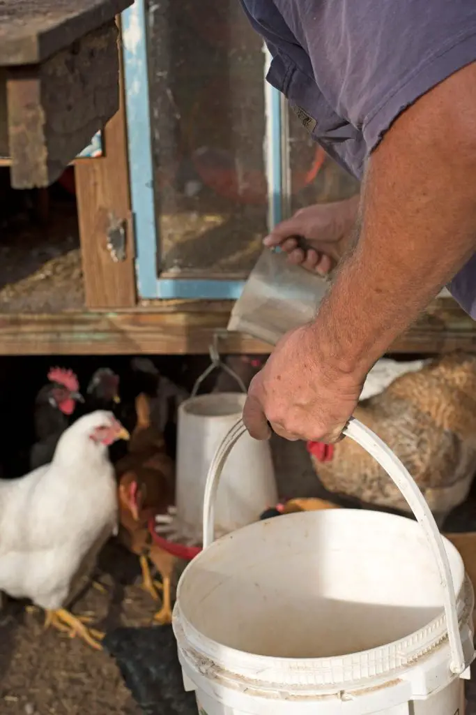 STORE CHICKEN FEED IN WATER TIGHT BUCKETS