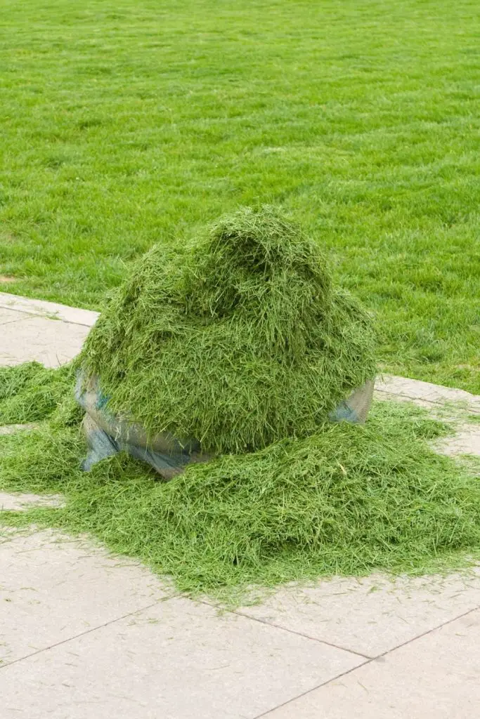 USE DRIED OUT LAWN CLIPPINGS FOR THE CHICKEN RUN FLOOR
