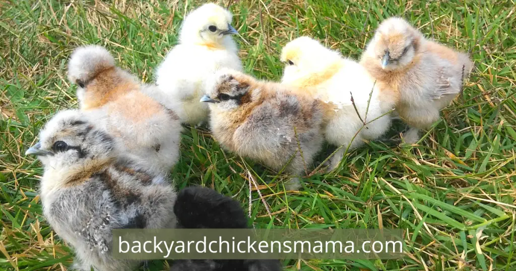 Group of Cute Silkie Chicks in the Grass